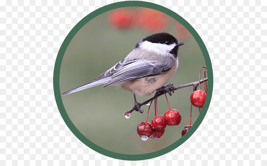 Blackcapped Chickadee，Burung PNG