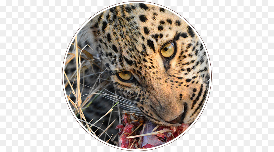 Macan Tutul，Isimangaliso Wetland Park PNG