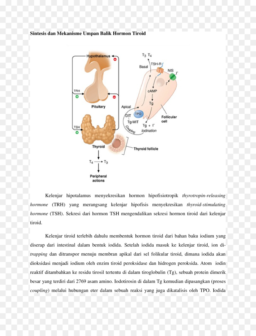 Diagram Tiroid，Hormon PNG