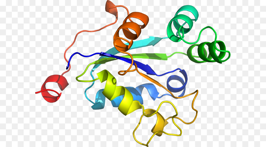 Struktur Protein，Molekul PNG