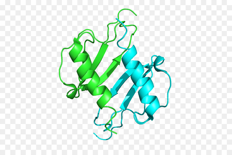 Protein，Molekul PNG