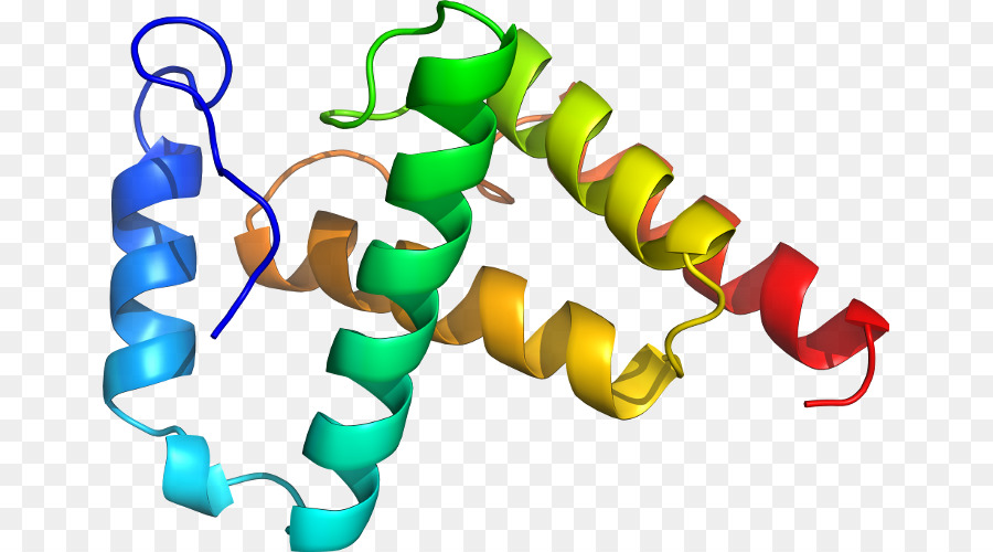 Struktur Protein，Biologi PNG