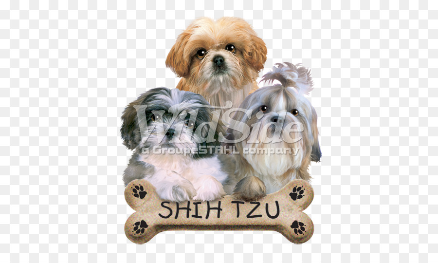 Shih Tzu，Anjing PNG