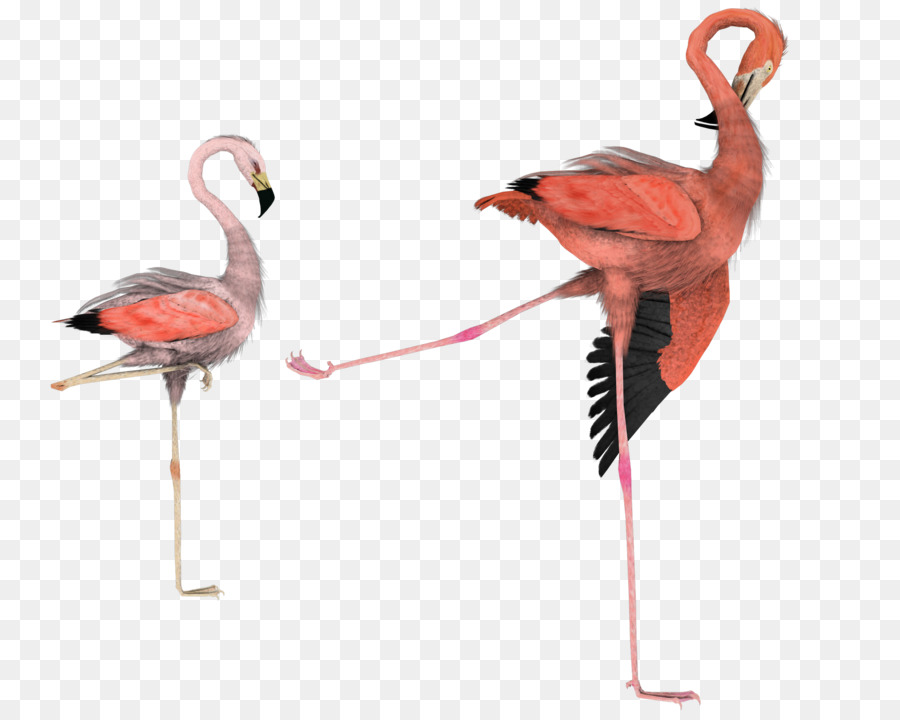 Flamingo，Syal PNG