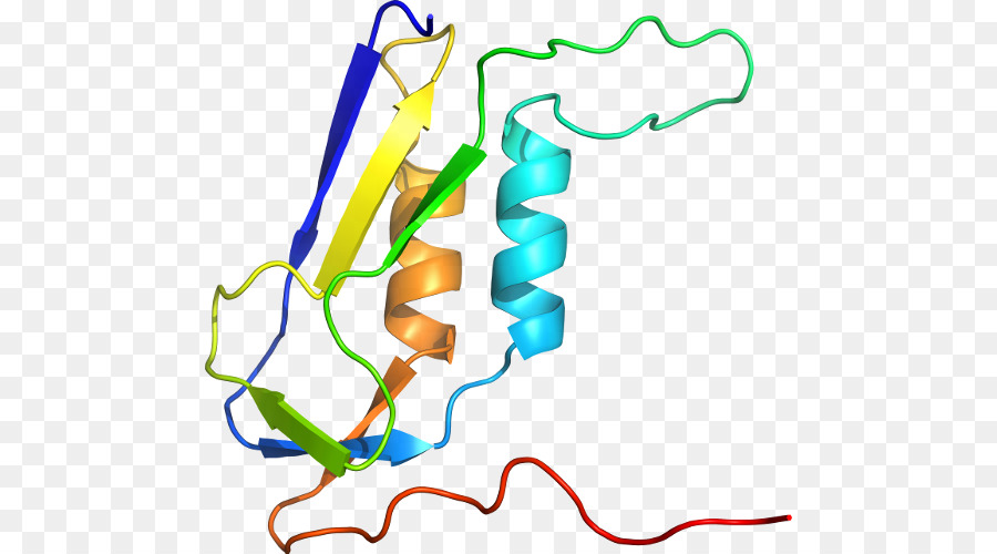 Struktur Protein，Molekul PNG