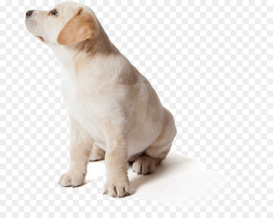 Labrador Retriever，Anjing PNG