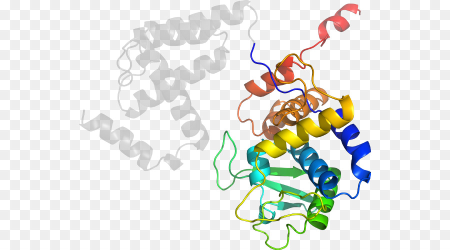 Struktur Protein，Biologi PNG