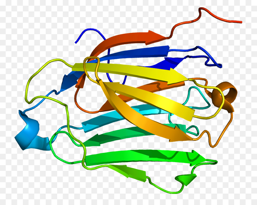 Struktur Protein，Biologi PNG