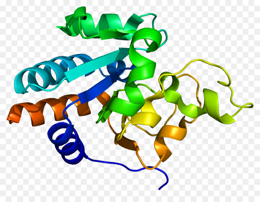 Struktur Protein，Molekul PNG