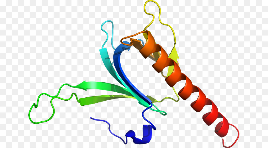 Protein，Molekul PNG