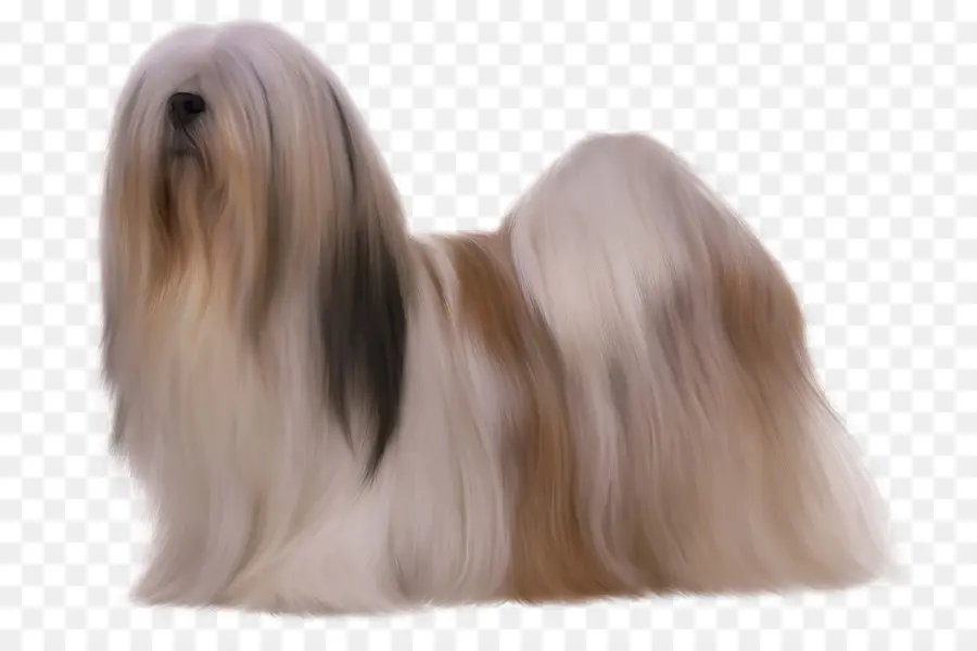 Lhasa Apso，Peliharaan PNG