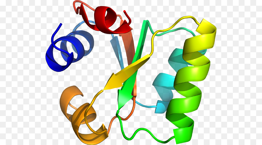 Struktur Protein，Molekul PNG