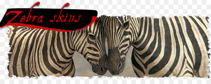 Zebra，Hewan PNG