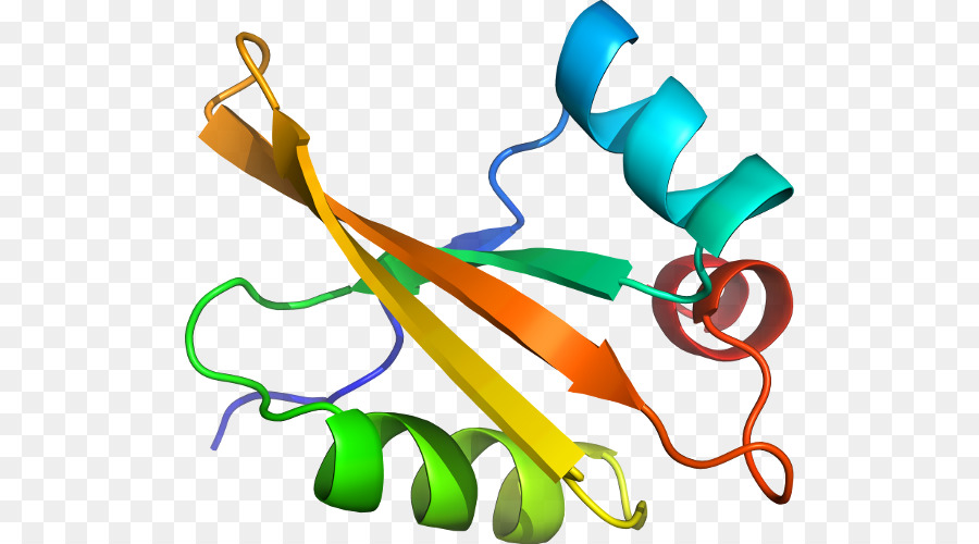 Struktur Protein，Molekul PNG