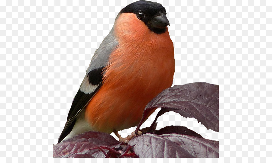 Burung，Eurasia Bullfinch PNG