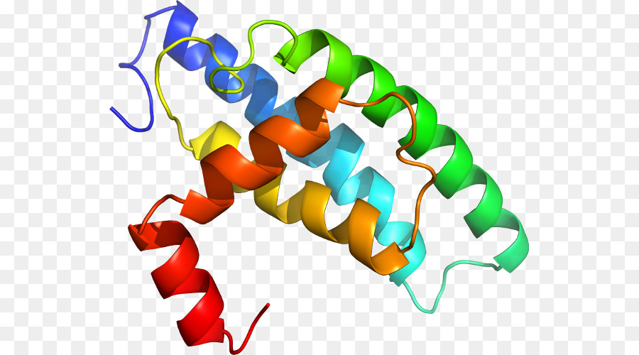 Struktur Protein，Molekul PNG