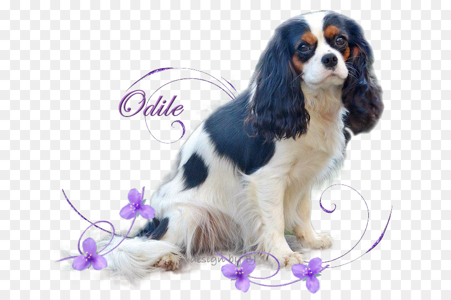 Raja Charles Spaniel，Cavalier King Charles Spaniel PNG