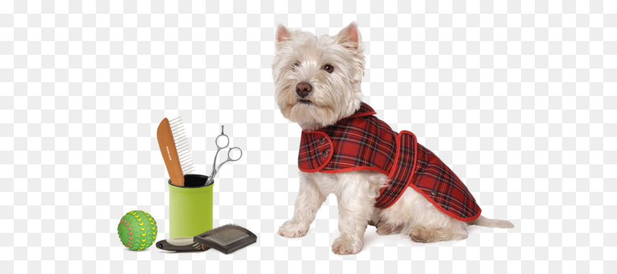 West Highland Putih Terrier，Terrier Skotlandia PNG