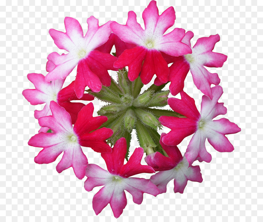 Vervain，Pink M PNG