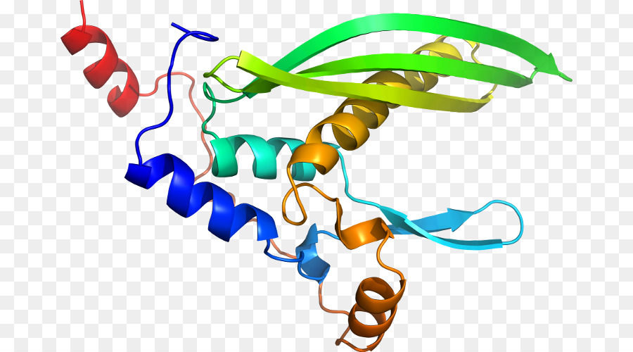 Struktur Protein，Biologi PNG