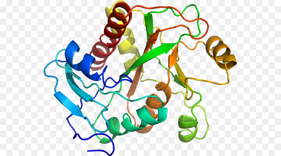 Struktur Protein，Molekul PNG