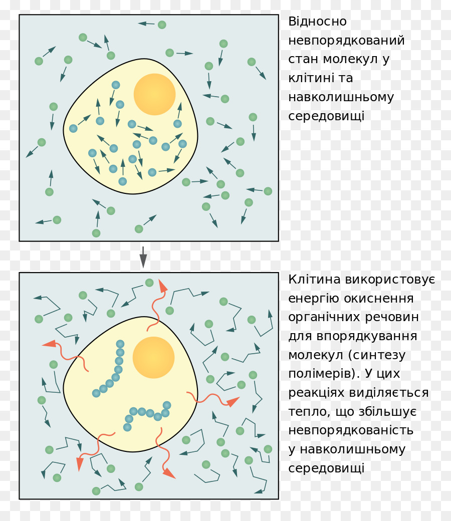 Biologi Molekuler Sel，Biologi Sel Esensial PNG