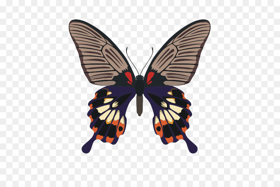 Kupu Kupu，Papilio Memnon PNG