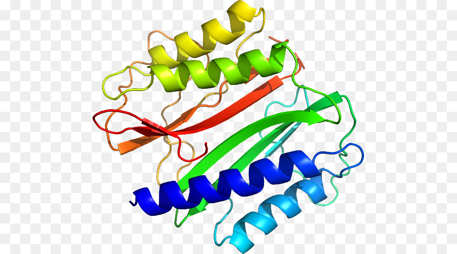 Struktur Protein，Biologi PNG