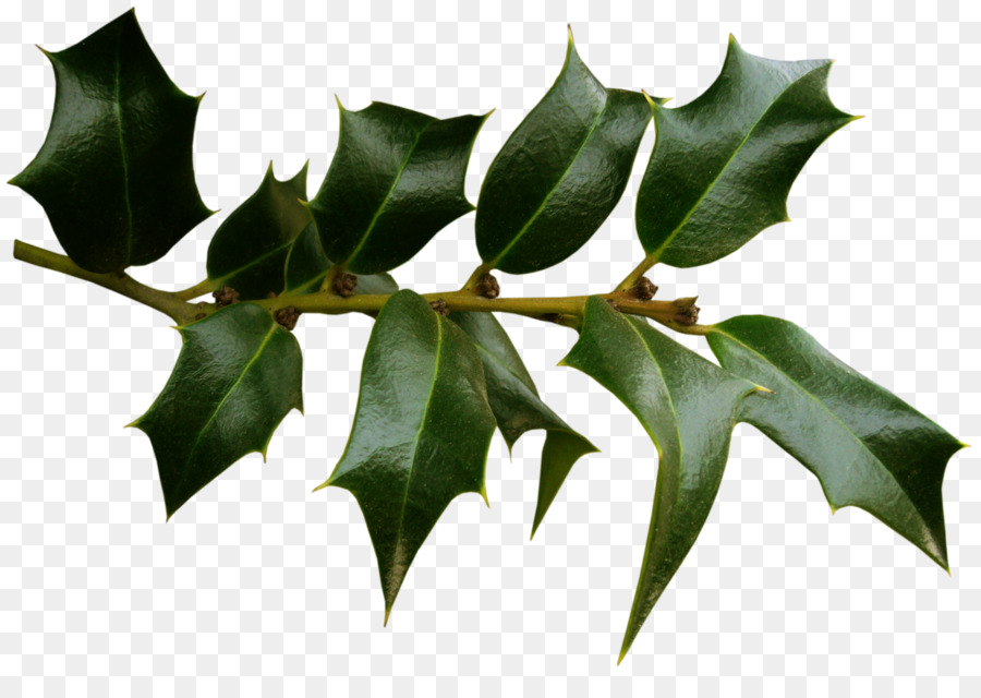 Daun Holly，Daun Daun PNG