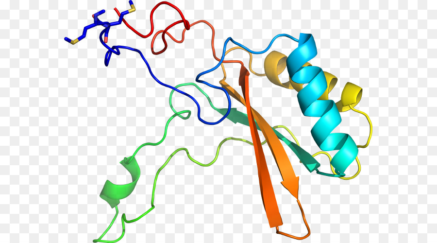 Struktur Protein，Molekul PNG