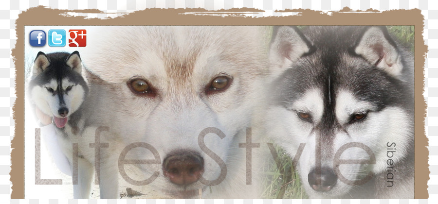 Miniatur Siberian Husky，Kanada Eskimo Anjing PNG