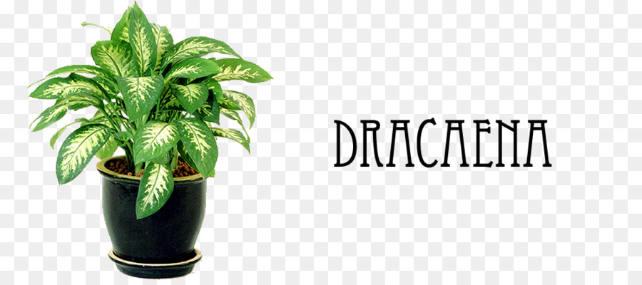 Tanaman Dracaena，Pot PNG