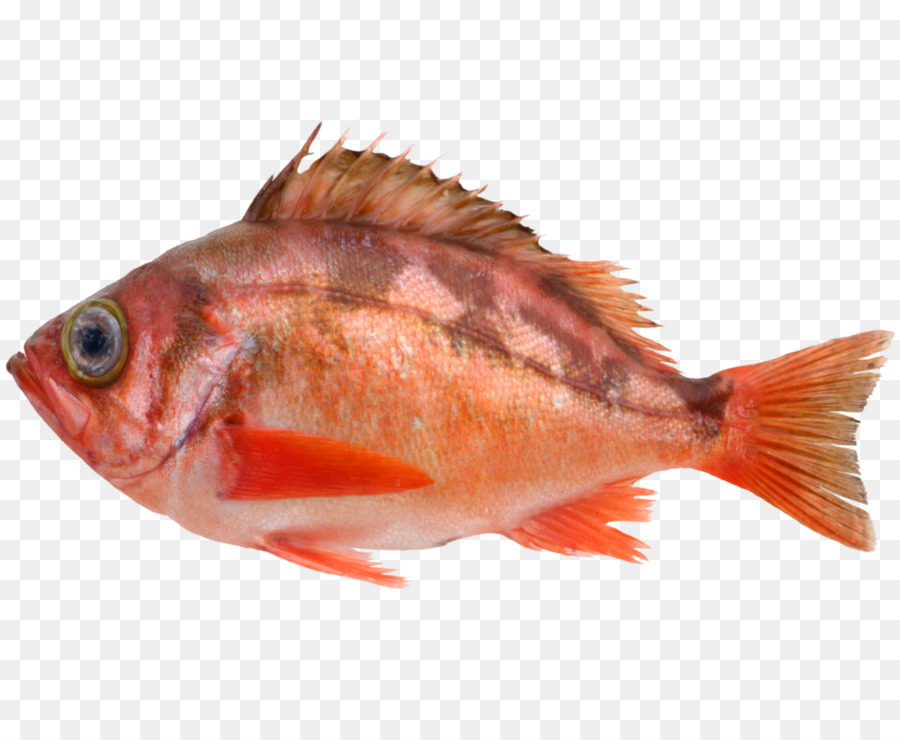 Ikan，Akuatik PNG