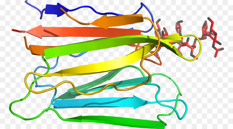 Struktur Protein，Biologi PNG