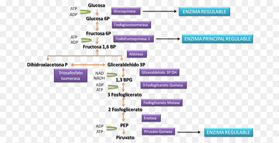 Universitas Umum Navarre，Cmaptools PNG