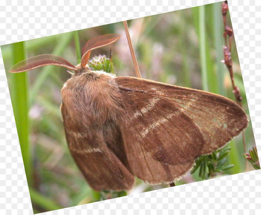 Brushfooted Kupu Kupu，Kupu Kupu PNG