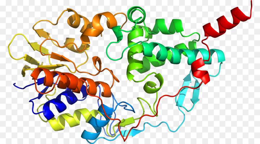 Struktur Protein，Molekul PNG