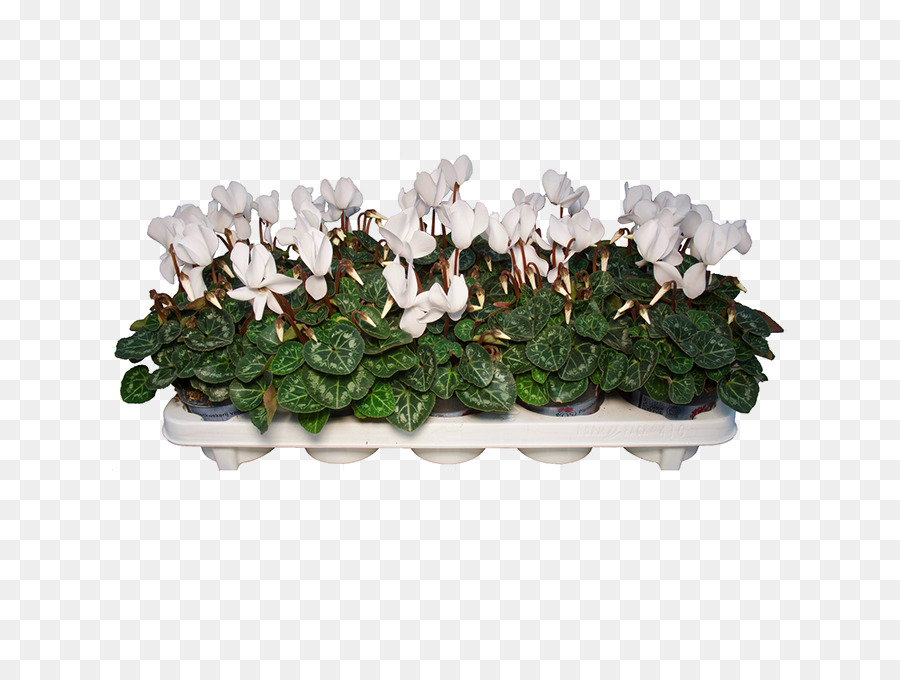 Cyclamen，Fa Pe Pergi PNG