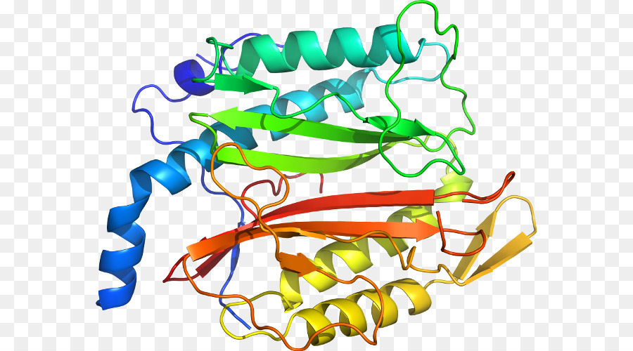 Protein，Molekul PNG