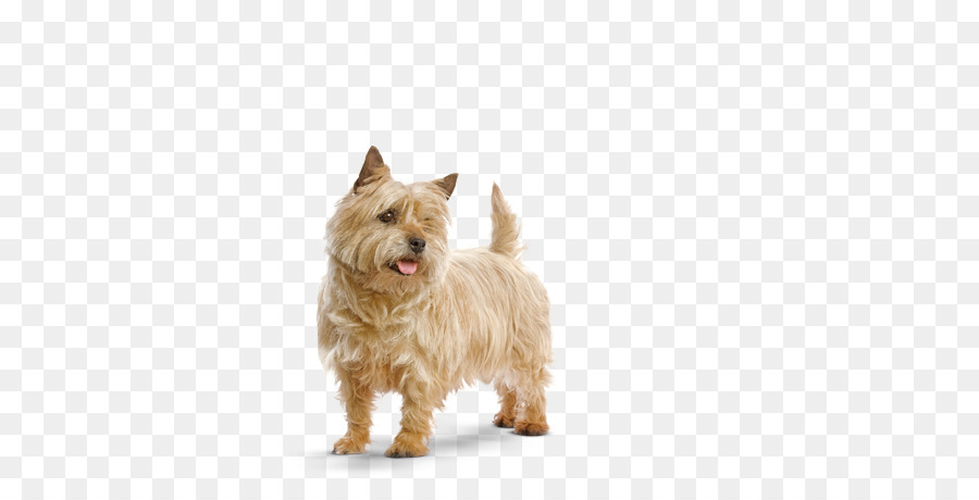 Norwich Terrier，Glen PNG