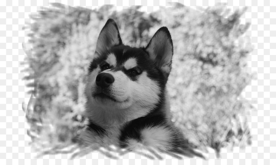 Miniatur Siberian Husky，Sakhalin Husky PNG