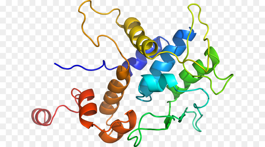 Struktur Protein，Biologi PNG