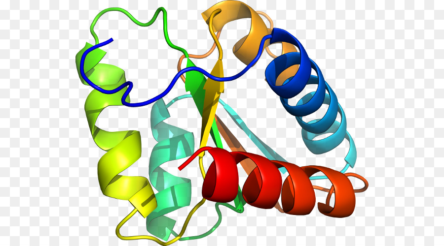 Struktur Protein，Biologi PNG