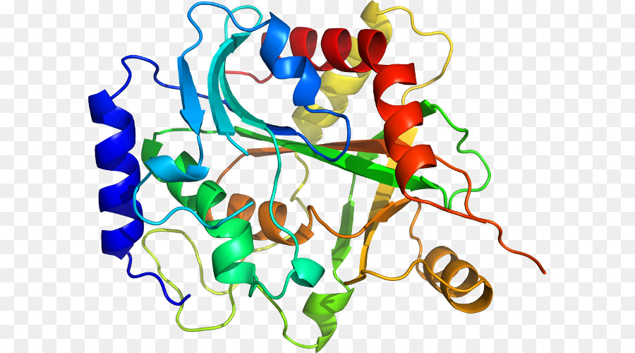 Struktur Protein，Molekul PNG