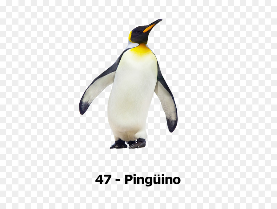 Penguin，Antartika PNG