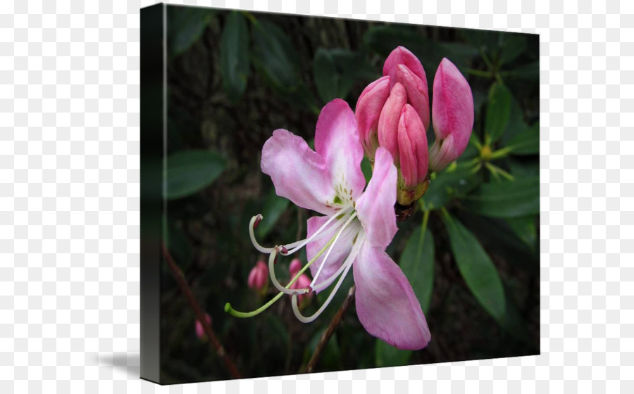 Azalea，Ungu PNG