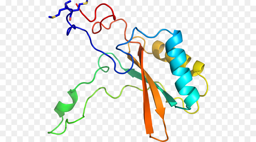 Struktur Protein，Molekul PNG