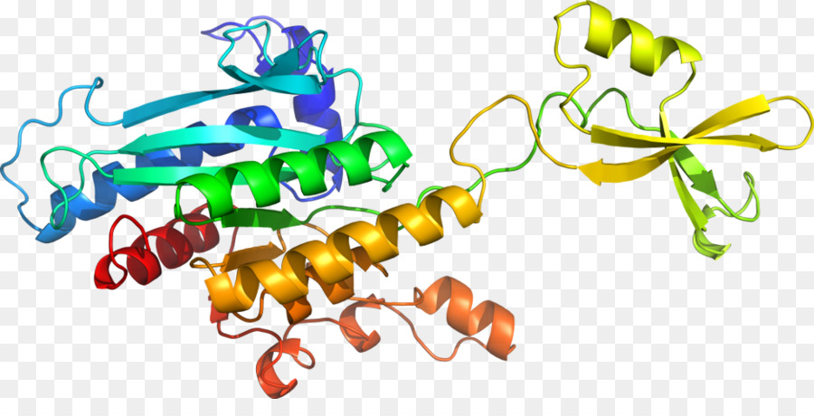 Struktur Protein，Biologi PNG