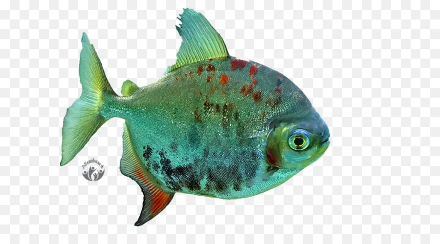 Desktop Wallpaper，Ikan PNG