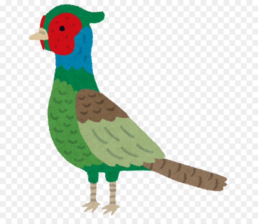 Burung Berwarna Warni，Bulu PNG